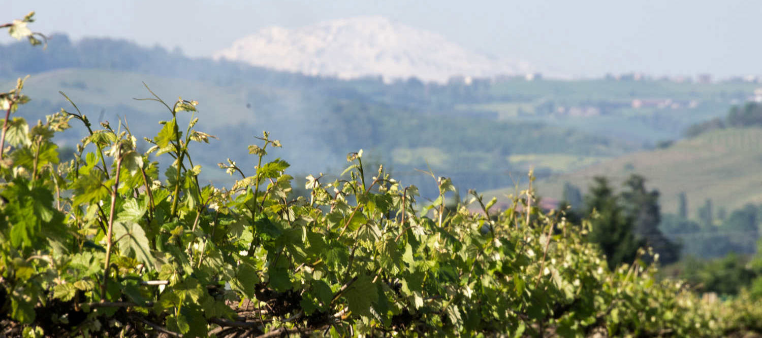 160 anni di passione, impegno e amore per la propria terra nella ricerca della perfezione e rispetto per il vino