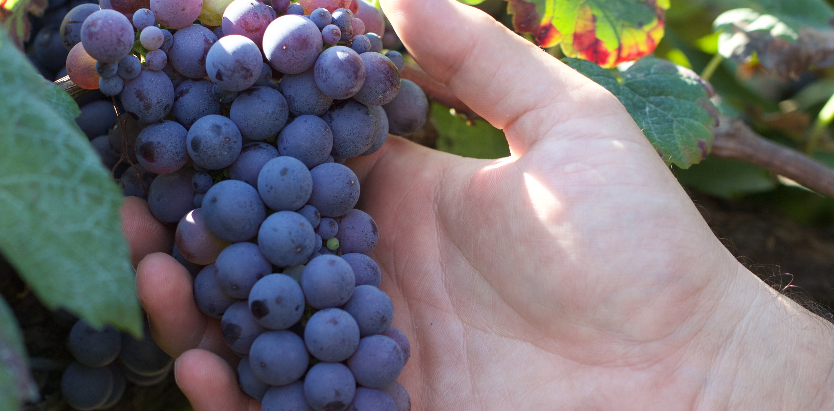 L'uva è al centro dei nostri interessi, da essa dipende non solo la qualità, ma soprattutto la personalità dei nostri vini.