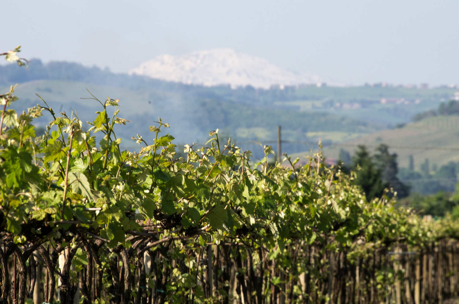 Tenuta Cialdini